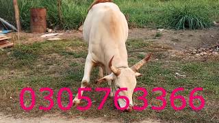 ntsuag nyuj sib nrau kub zoo heev