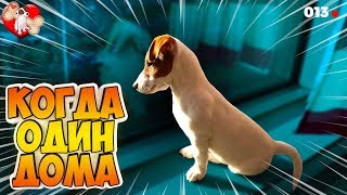 DOGVLOG ЛОКИ БОБО ОДИН ДОМА. Говорящая собака ? 013 серия