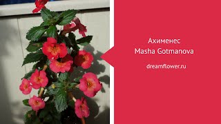 Ахименес Masha Gotmanova