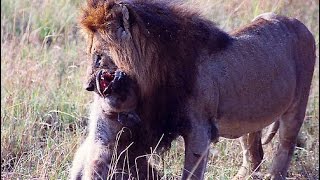 Lion Kill Hyena Fight to Death , LION VS HYENA