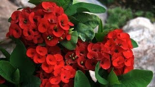 CORONA DE CRISTO | RECOPILACION | FLORA TV