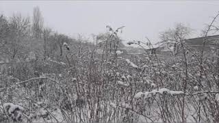 С Доргели