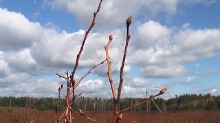 Как правильно делать обрезку голубики
