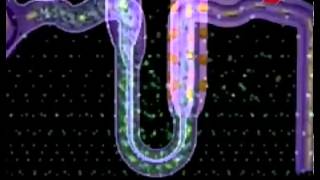 Почки человека: строение и функции