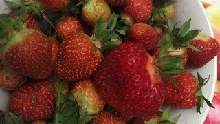 ПРАВИЛЬНАЯ ПОСАДКА КЛУБНИКИ!! ВАЖНЫЕ МОМЕНТЫ!!!