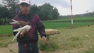 BURUNG DARA BEKAS TELO STUT DOR # MERPATIKU