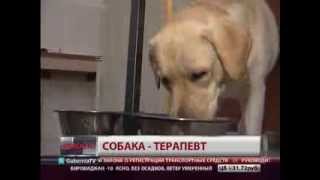 Собака-терапевт. Новости. GuberniaTV