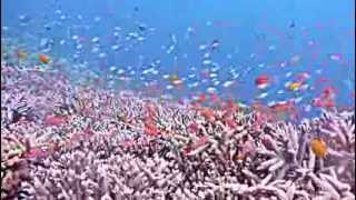 Tropical fish and sea turtle 八重干瀬　金魚海亀シュノーケリング