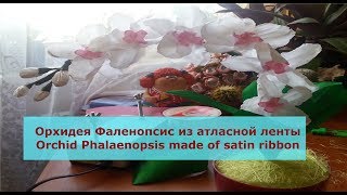 Орхидея Фаленопсис из атласной ленты / Orchid Phalaenopsis made of satin ribbon