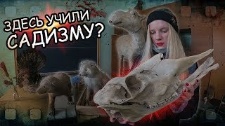 СТРАШНЫЕ НАХОДКИ НА ЗАБРОШКЕ. Ужасная заброшенная лаборатория. ЧУЧЕЛА ЖИВОТНЫХ НА ЗАБРОШКЕ