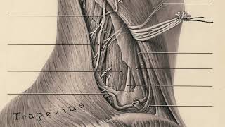 The women behind Grant’s Atlas of Anatomy