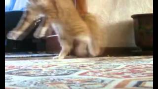 Thriller Cat ( Кот ушёл ) [Remix]