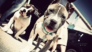 Собаки ПИТБУЛЬ и СТАФФ - МОЩЬ И СИЛА-pit bull terrier