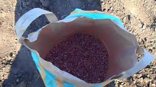 Посів повітряних цибулин (бульбочок) часнику