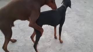 Doberman mating. Dog Mating Video. Animal Mating.