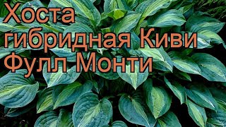 Хоста гибридная Киви Фулл Монти (kiwi full monty) ? обзор: как сажать, рассада хосты Киви Фулл Монти