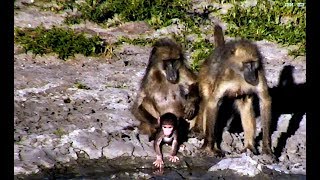 Дикая природа Африки Стая бабуинов мигрирует в лучшие края Джума Pack of baboons migrate. :))