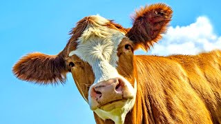 Kids Cow Videos With Mooing Sound / cows mooing / Мычание коровы