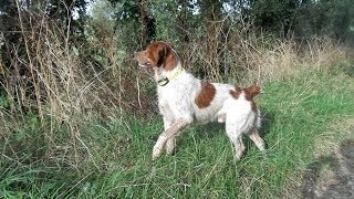 chasse au chien d'arrêt 2013 (epagneul breton) -  hunting retriever