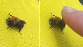 Bumble Bee High Fives Woman
