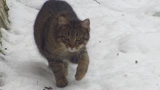 Cat walk on snow to food but afraid of me