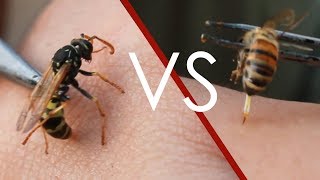 Eşek Arısı vs Bal Arısı Sokması