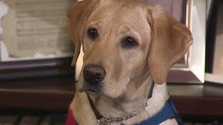 Operation Battle Buddies matches service dogs with military veterans who have PTSD