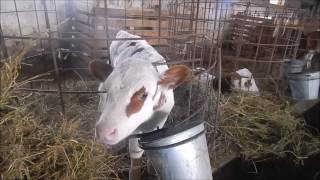 Продается действующая молочно-товарная ферма на з/у 14 га. Абинского района Краснодарского края