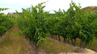 "Las micro-parcelas dentro de las parcelas", en bodegas Valdemar e Inspiración