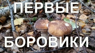 Грибы 2018. Первые боровики
