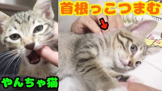 保護したやんちゃな野良猫の首を掴んだらうっとりしちゃった！笑