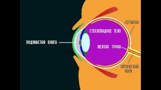 Строение глаза человека