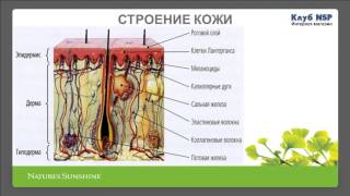 Косметология, Красивая кожа – здоровая кожа