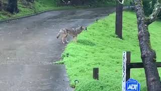 Coyotes Hunt Deer and Deer Fight Back in Rainy California Suburb