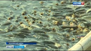 В Козловском районе в селе Карамышево возрождают знаменитый рыбхоз