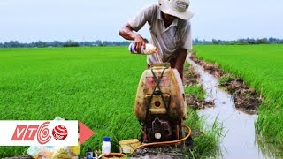 Thói quen sử dụng thuốc BVTV vô tội vạ | VTC