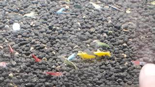? ACUARIOS HD : GAMBARIO CON 500 GAMBAS . 1 DIA DESPUES