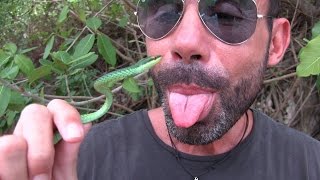 Guido la Guida e il Serpente Velenoso della Repubblica Dominicana - Uromacer Catesbyi