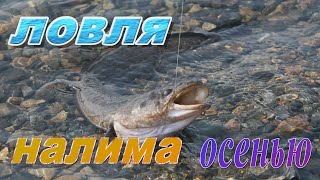 Ловля налима осенью на р.Протва на донки.Налим на червя.Город Кременки в Калужской области.