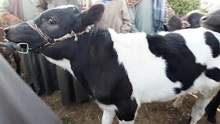 اسعار دكور الرضيع والقاني بسوق السبت باسنا اليوم 18.1.2020 قناة الحلوين
