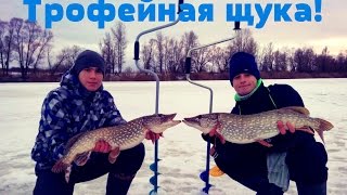 БЕШЕНЫЙ КЛЕВ ЩУКИ! Ловля Трофейной Щуки на Жерлицы Супер Рыбалка на Живца (Рыбалка Видео)