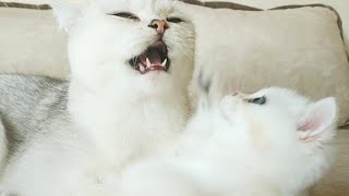 Naughty Coco gets a little spanking by her cat mommy ♥️ | Too Funny