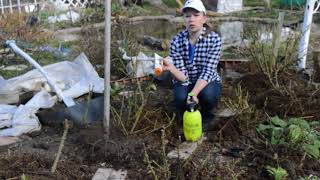 Чем подкормить розы весной, уход за розами весной