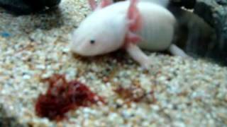 axolotl eat red larvae