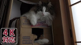 《らずりとひじき》ダンボールマンションに暮らす猫 -ノルウェージャンフォレストキャット-