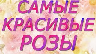 Роза "Королева цветов". Самые красивые розы для моих друзей.