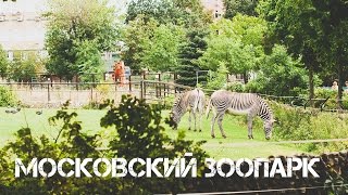 ЛЮБИМЫЕ МЕСТА ДЛЯ ПРОГУЛОК С РЕБЕНКОМ / МОСКОВСКИЙ ЗООПАРК / ВИДЕОПРОГУЛКА