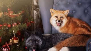 Лисий стрим. Он-лайн трансляция ЛИС 24/7 (Fox Online)