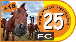 Самые смешные приколы ● Funny CHANNEL ● 25