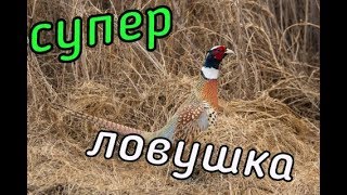 Ловушка на Куропатку!